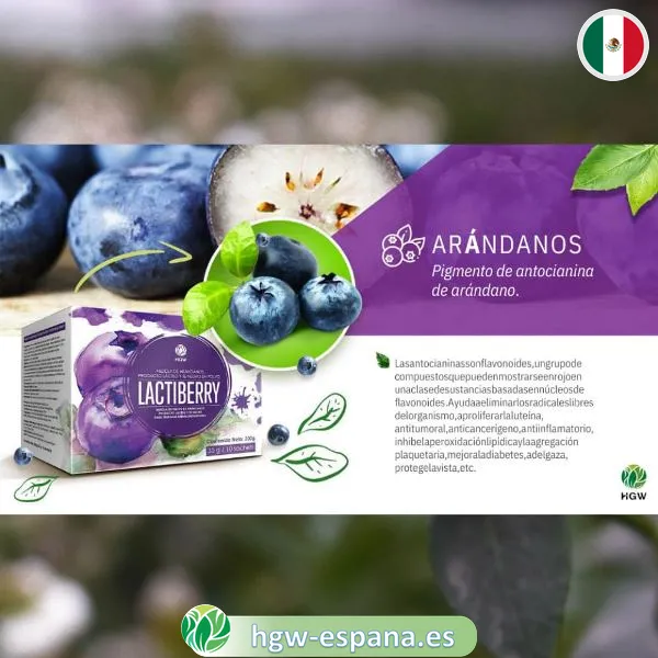 bebida en polvo lactiberry3 es Lactiberry HGW 🥛 | Mezcla de Arándanos, Lácteo y Té Negro - Imagen 3